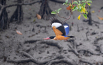 Black-capped Kingfisher