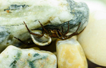 Diving Bell spider