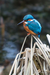 Kingfisher at Lagan Towpath