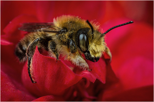 [i]Megachile willughbiella[/i] male; Staffordshire garden, June 2015. Note expanded fore-tarsi.