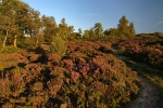 Wharncliffe Heath (05)