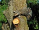 Grey Squirrel