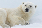 Polar bear portrait