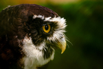 Spectacled owl Pulsatrix perspicillata 36