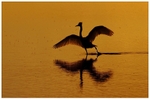 Tai Chi