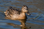 Mallard
