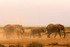 _M7B0104 Amboseli