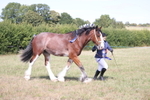 Ring 5 - Inhand Showing and Fun Classes portfolio