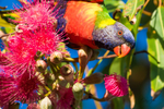 Lorikeet in Gum Tree 8
