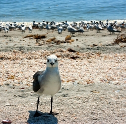 Birds-060