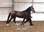 BPP_9782