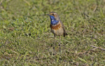 Male Bluethroat