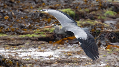 Grey Heron (Ardea cinerea)