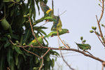 Yellow-chevroned Parak...