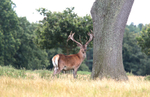 Red Deer  2