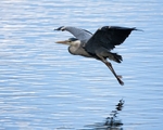 Grey Heron portfolio