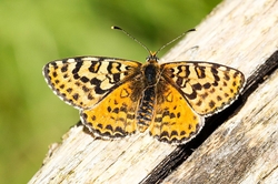 Spotted Fritillary