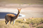 Adult Vicuna, Lake Miscanti background, Chile
