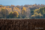 Autumn Colours at Portmore Lough