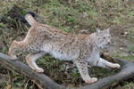 Big Cats portfolio