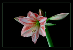 Hippeastrum 'Fairytale'