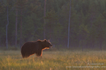 European Brown Bear in forest