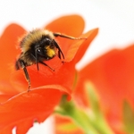 Bee & Geranium