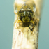 Great diving beetle