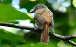Rufous-tailed Attila