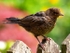 Blackbird (02)