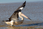 Pelican Take-off 1