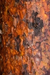 Scots pine bark near canopy 2