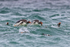 Gentoo Penguins porpoising, Carcass Island, Falklands
