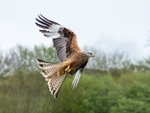 Red Kite