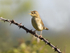 GRASSHOPPER WARBLER REELING