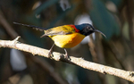 Green-tailed Sunbird