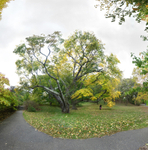 October 2019 - Arnold Arboretum Boston - Title:  Enchanted Garden