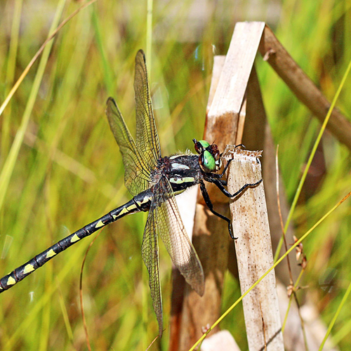 A male Delta-spotted Spiketail dragonfly.