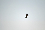 Lesser Spotted Eagle
