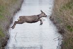 Roe Deer (Capreolus capreolus) leaping ditch