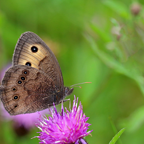 A male Common Wood-nymph is seen nectaring on a black knapweed flower.