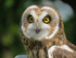 Short-eared Owl