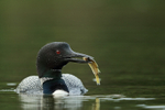 Common Loon carrying big fish, Minnesota, USA