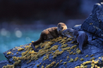 Two Marine Otters on rock, Chanaral Island, Chile