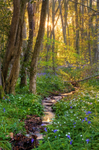 z2080 An Evening in Springtime, Woodhouse Copse