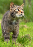 Scottish Wild Cat
