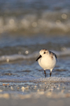 Sanderling standing in the sea, Fort De Soto, Florida