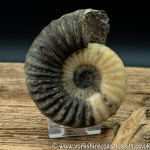Sold scun 159 Aegasteroceras sp