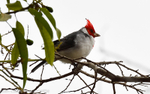 Red-crested Cardinal