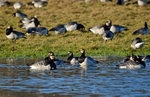 Barnacle Geese
